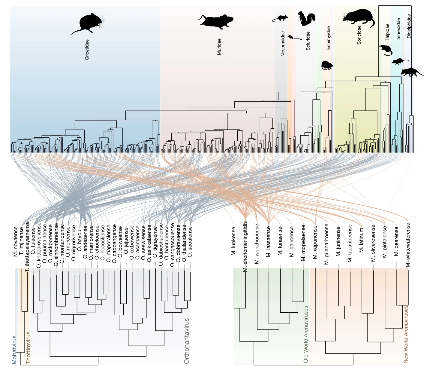 Tanglegram linking the mammalian host phylogeny above to hantavirus and arenavirus phylogenies below, with many crossing links.