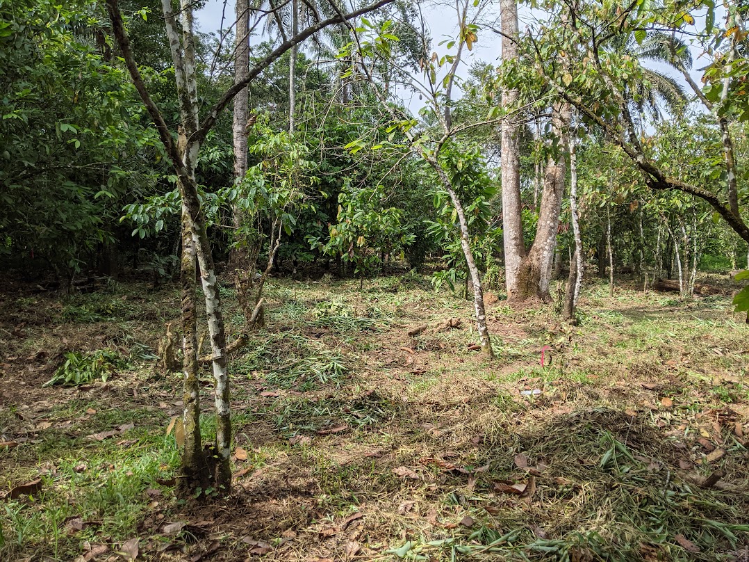 Tree-crop land with cleared undergrowth and a marker flag, where traps were set.