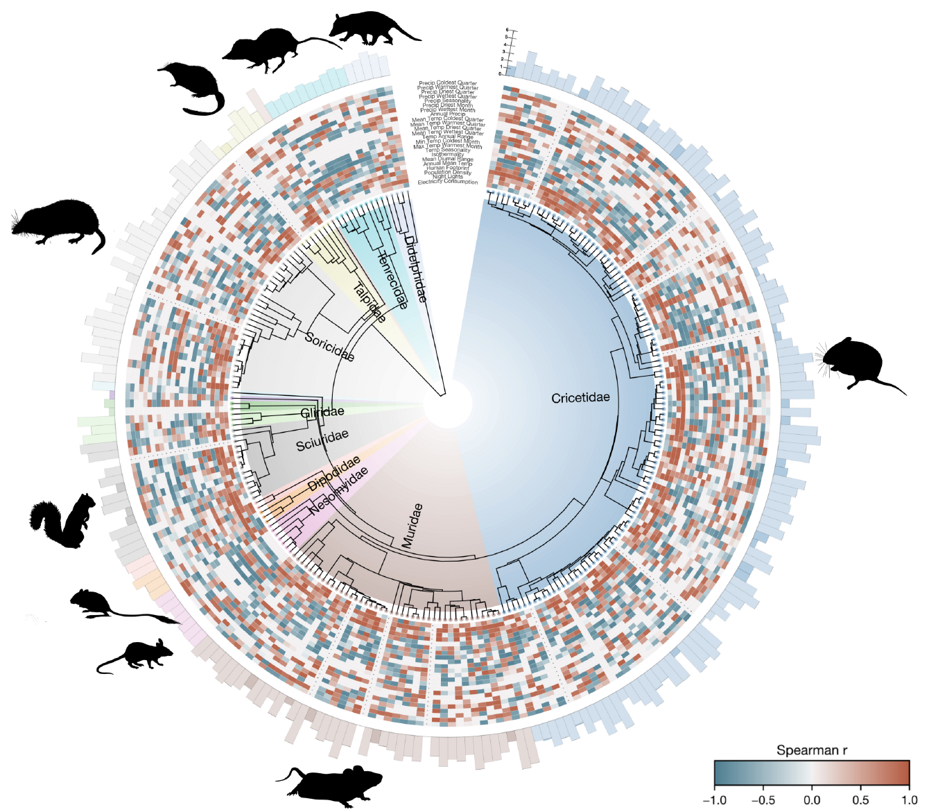 Circular phylogeny of small-mammal host species by family, ringed by heat maps of how each environmental covariate relates to each host's distribution model, with silhouettes of representative species.